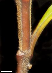 Veronica lanceolata. Stem. Scale = 1 mm.
 Image: P.J. Garnock-Jones © P.J. Garnock-Jones CC-BY-NC 3.0 NZ